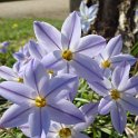 Ipheion uniflorum gros plan